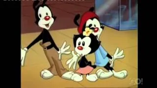 Survey Ladies-Animaniacs