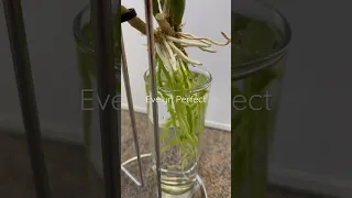 ROOTING ORCHIDS IN WATER #plantcare #orchids #waterplants #hydroponics