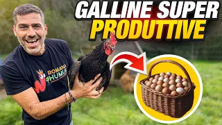 QUESTO TRUCCHETTO AUMENTERA' LA PRODUZIONE DI UOVA NEL POLLAIO 🐔🥚(  100% BIO )