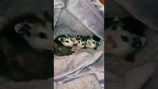 The Claw #opossum #funny #animals #funnyvideo