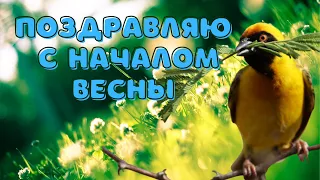 Этот букет для тебя! Красивое поздравление с началом весны! Видео открытка!