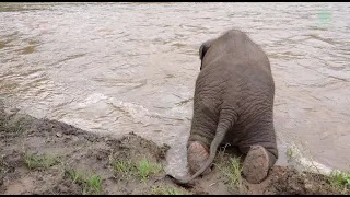 Baby Elephant Slowly Crawled Down To The River To Find Her Friend - ElephantNews