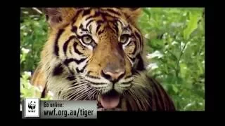 Adopt a Tiger Today - Help WWF double the number of tigers in the wild by 2022
