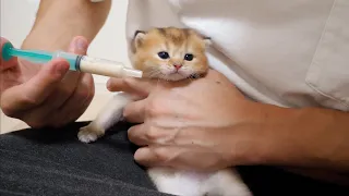 Feed the kittens baby food with a syringe. The kittens are getting used to it little by little.