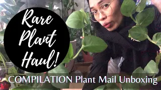 COMPILATION of Rare plant haul unboxing | Plant Mail Unboxing from favorite Online Plant Shop