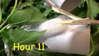 Silkworm Spins Cocoon time lapse