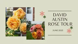 David Austin Rose Tour // June 2023