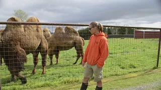 Bactrian Camel