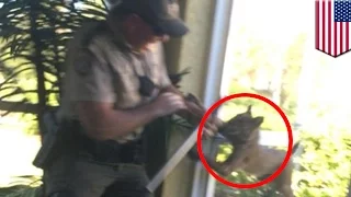 Bobcat attacks: video shows rabid bobcat attacks wildlife officer in Florida home - TomoNews