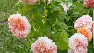 Роза Чиппендейл (Chippendale) 10 лучших роз.