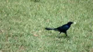 Weird Crow