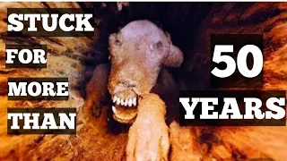 ASTONISHING DISCOVERY INSIDE A TREE: Stuck In A Tree For Over 50 Years | The Story Of Stuckie