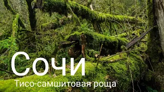 Сочи.Тисо-Самшитовая роща(видовой фильм)HD