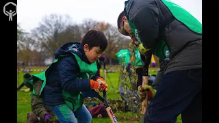 Planting young trees (whips)