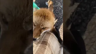 A Day In The Life Of A Fox Rescuer l The Dodo
