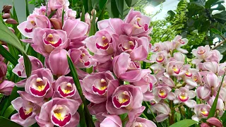 CYMBIDIUM ORCHIDS