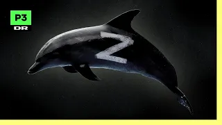 Hvorfor bruger Rusland delfiner i krig?