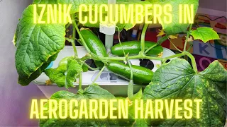 Iznik Cucumbers in Aerogarden Harvest Slim Hydroponics | Parthenocarpic | no pollination