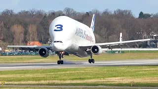 (4K) Two Airbus Beluga 'Super Transporters' (A300-600ST) landing at Hamburg Finkenwerder