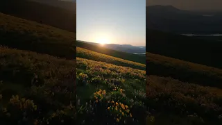 Explore Oregon: Sevenmile Hill #wildflowers #oregonexplored #drone