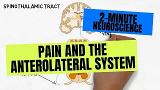 2-Minute Neuroscience: Pain and the Anterolateral System