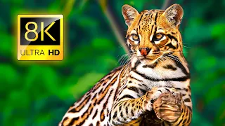 Special Collection of Wild Animals in 8K ULTRA HD / 8K TV