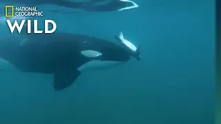 Why an Orca Spins a Sea Turtle with Its 'Nose' | Nat Geo Wild