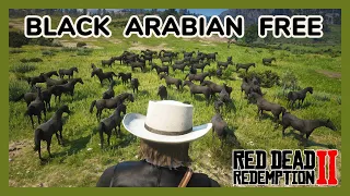 How to Get Black Arabian for Free - Thousand Times - Red Dead Redemption 2