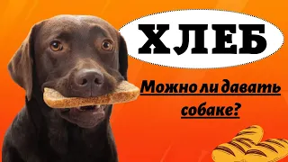 Можно ли собаке давать хлеб? Смотрим! Это очень важно!