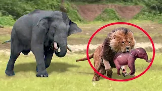 Amazing: Mother Elephant Rescues Baby Elephant From Lion Pride Hunting |  Wild Animals Attack