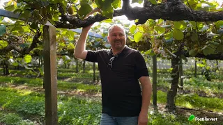 Take a Tour of a Kiwi Orchard with Dave Tanner