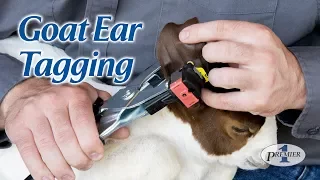 Goat Ear Tagging - American Goat Federation