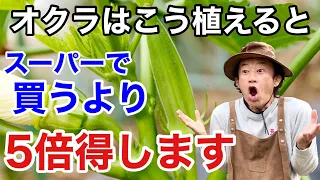 【やらないと損】オクラをずっと収穫し続けれる育て方教えます　　　　【カーメン君】【園芸】【ガーデニング】【初心者】