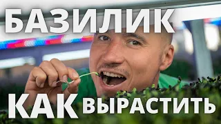 Микрозелень Базилик Технология выращивания