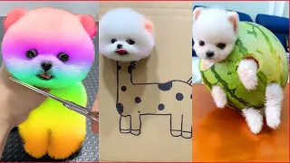 Funny and cute pomeranian | Забавный и милый шпиц