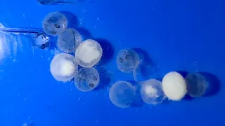 Baby goldfish hatching from their eggs!