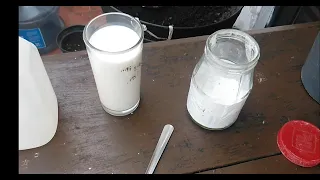 COMO HACER FUNGICIDA CON LECHE Y BICARBONATO || ELIMINAR OIDIO CON BICARBONATO