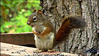 Funny squirrels! Забавные и смешные белки! Аnimal videos. Coub