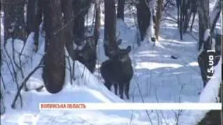 На Волині рятують від зникнення зубрів (репортаж)