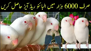 How to Produce Albino Lovebirds From Cheapest Lovebirds