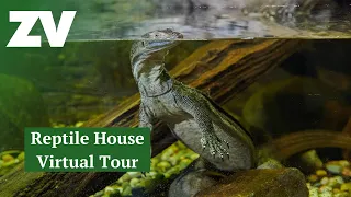 Roaming with Reptiles: Tour our Reptile House at Healesville Sanctuary