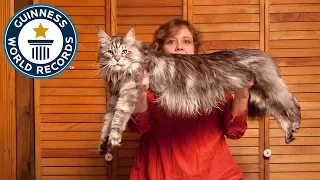 The World's Longest Domestic Cat - Guinness World Records