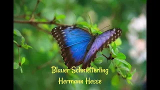 Blauer Schmetterling  .... Hermann Hesse 💕