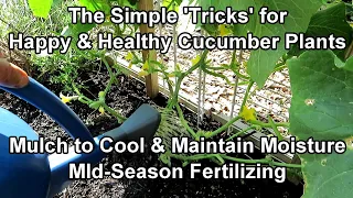 The Logic Behind Mulching Cucumbers & Mid-Season Fertilizing Methods: Keep Your Cucumbers Happy!