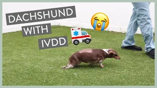 How Sasha the Dachshund Became an IVDD Survivor