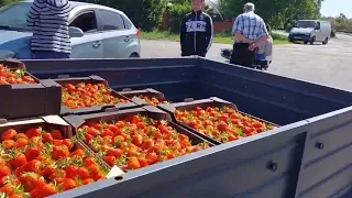 Ціна на Полуницю 🍓 Херсонщина. Приймаємо ОПТ