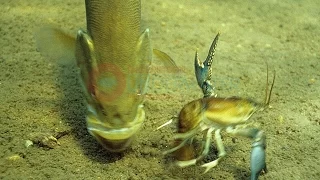 Amazing Underwater Video Smallmouth Bass Feeding Engbretson Underwater Photography
