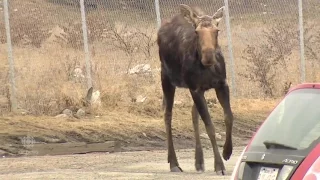 Moose Tranquilized in Calgary