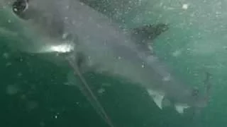 Blue sharks being curious