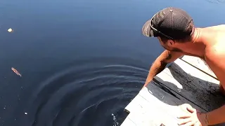 Wild Crocodiles Of Puerto Escondido